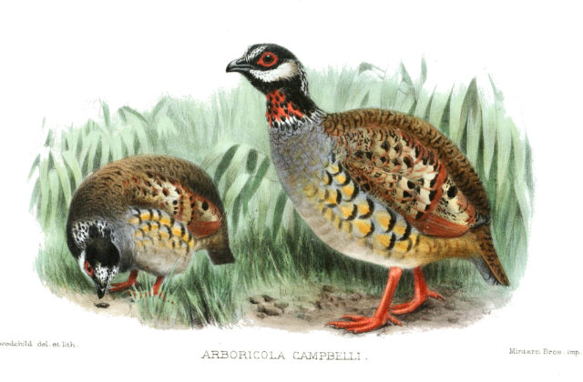 Malayan Partridge