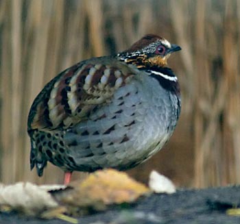 White-necklaced Partridge
