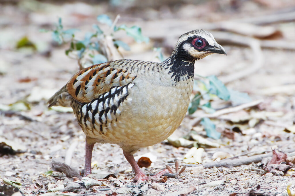 Bar-backed Partridge
