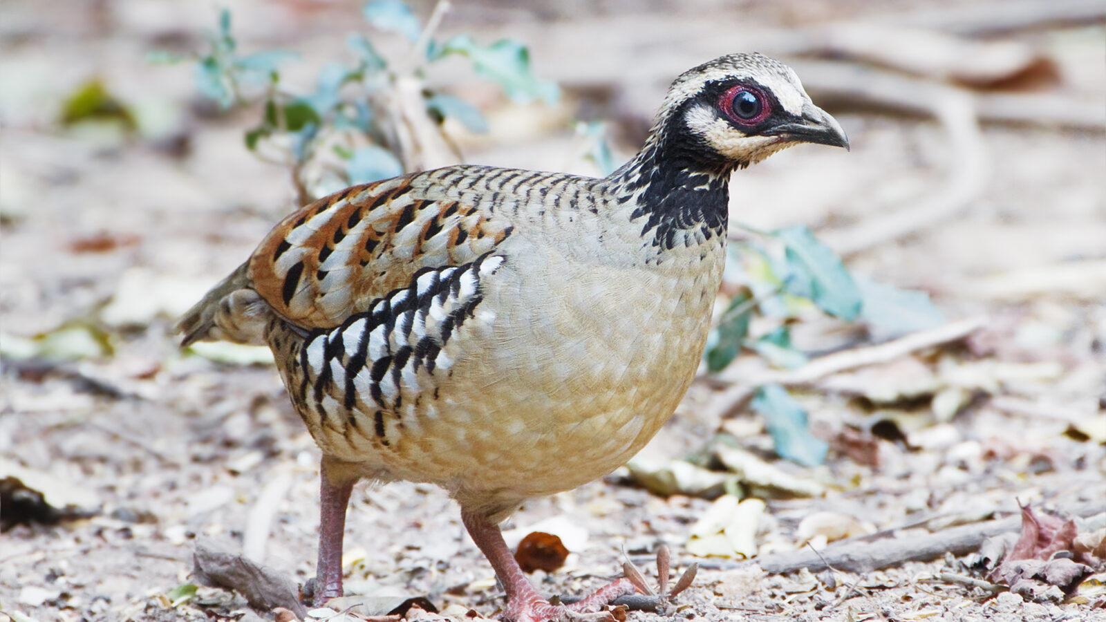 Bar-backed Partridge