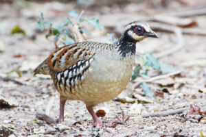 Bar-backed Partridge