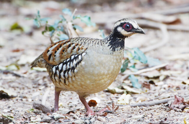 Bar-backed Partridge