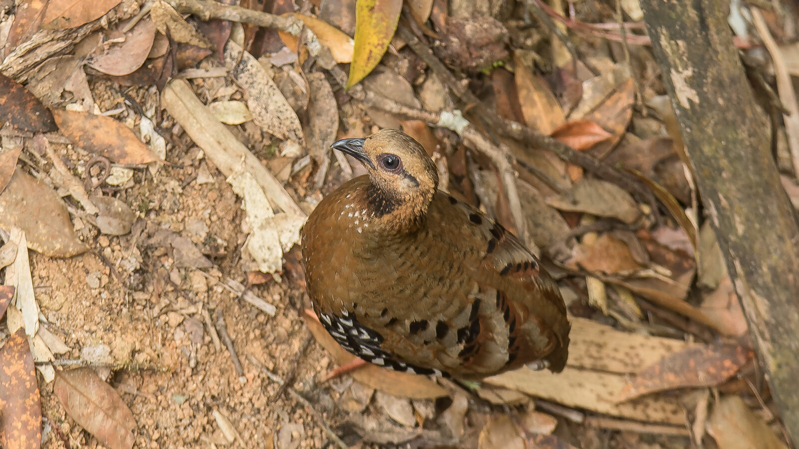 Chestnut-headed Partridge