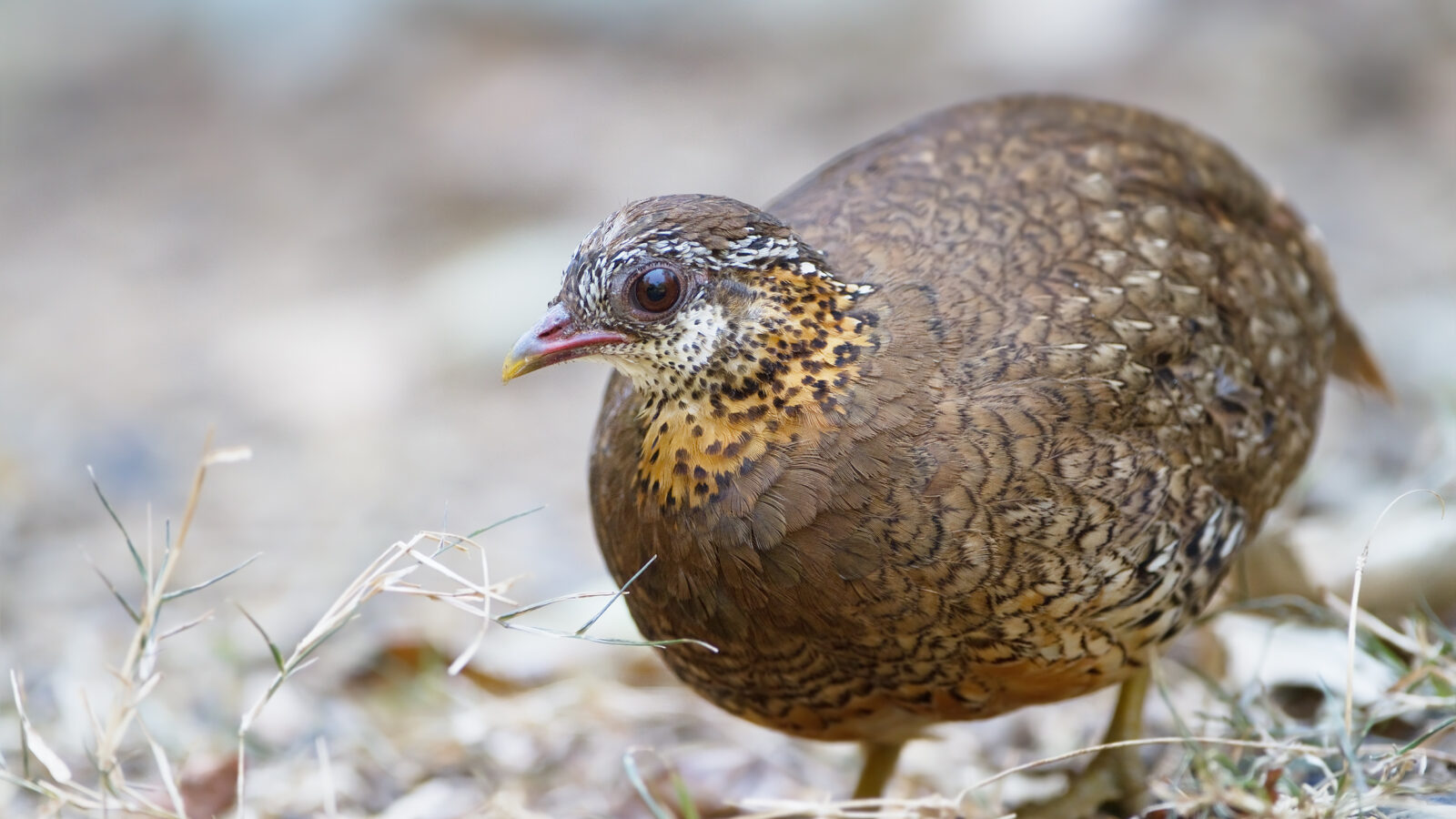 Green-legged Partridge