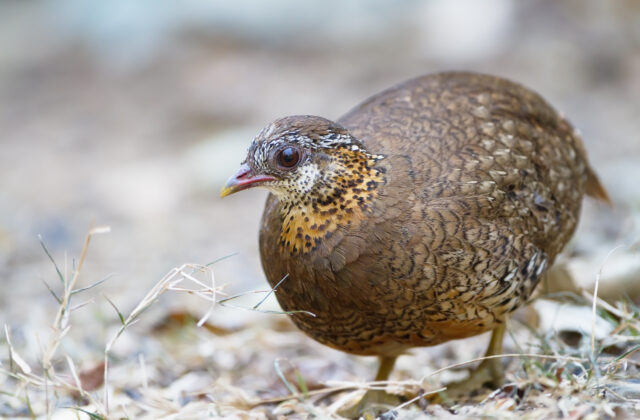 Green-legged Partridge