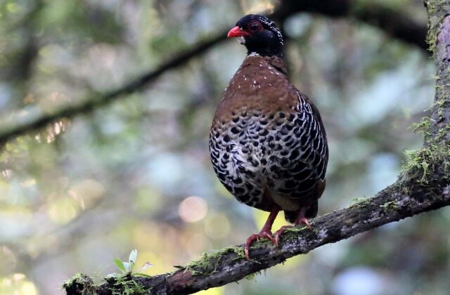 Red-billed Partridge