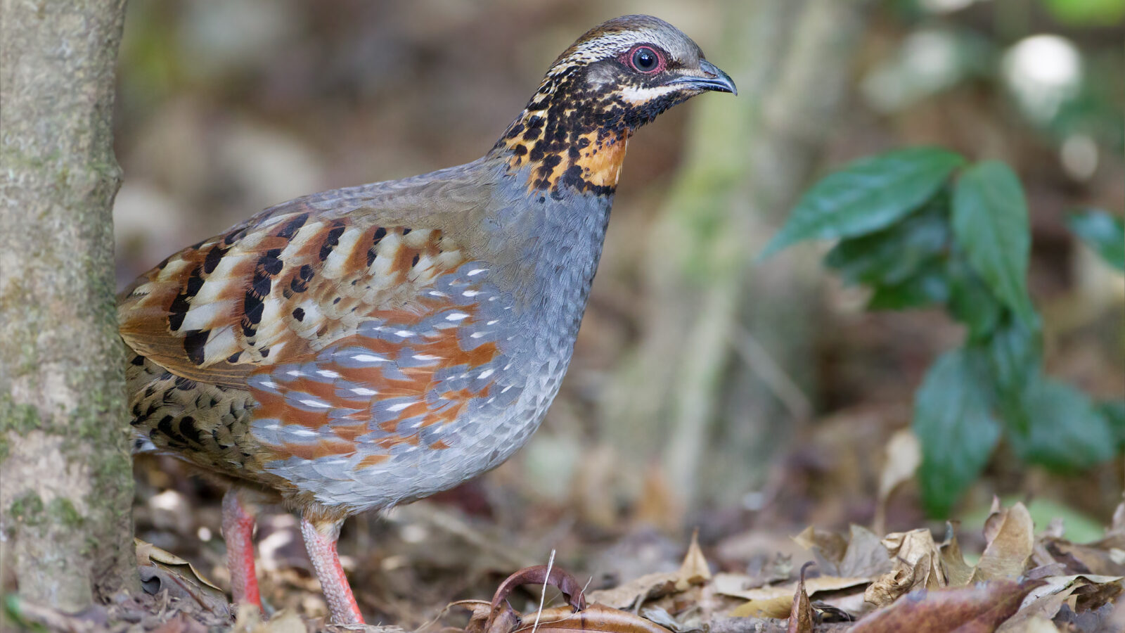 Rufous-throated Partridge