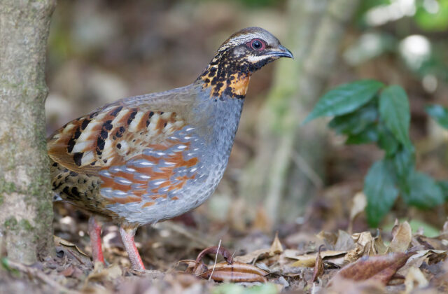 Rufous-throated Partridge