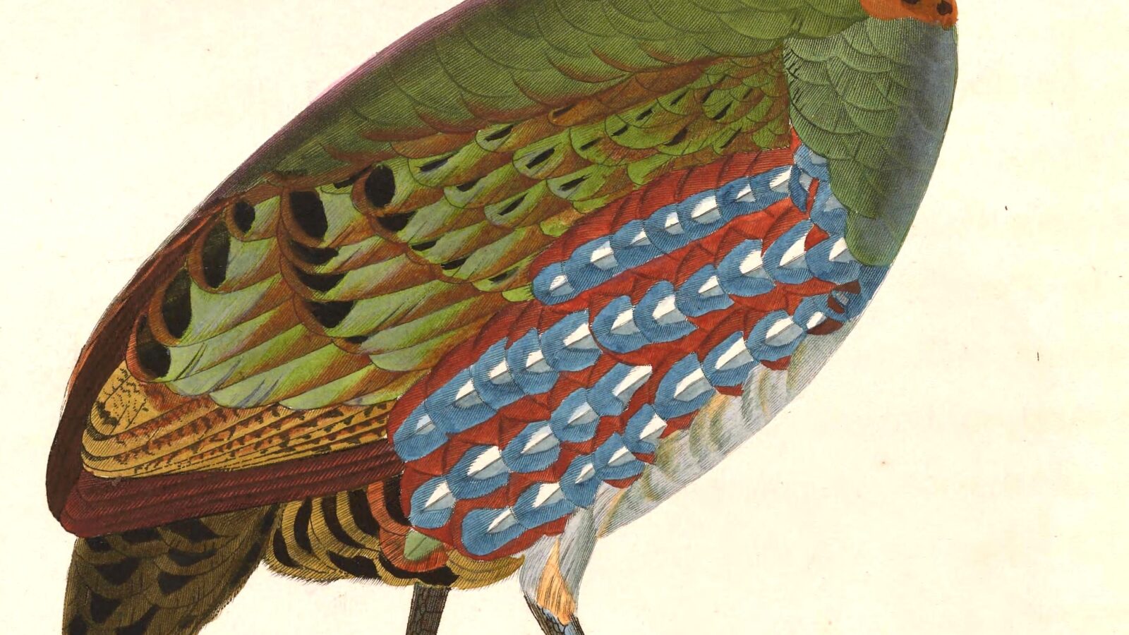 Hill Partridge