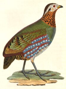 Hill Partridge