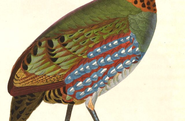 Hill Partridge