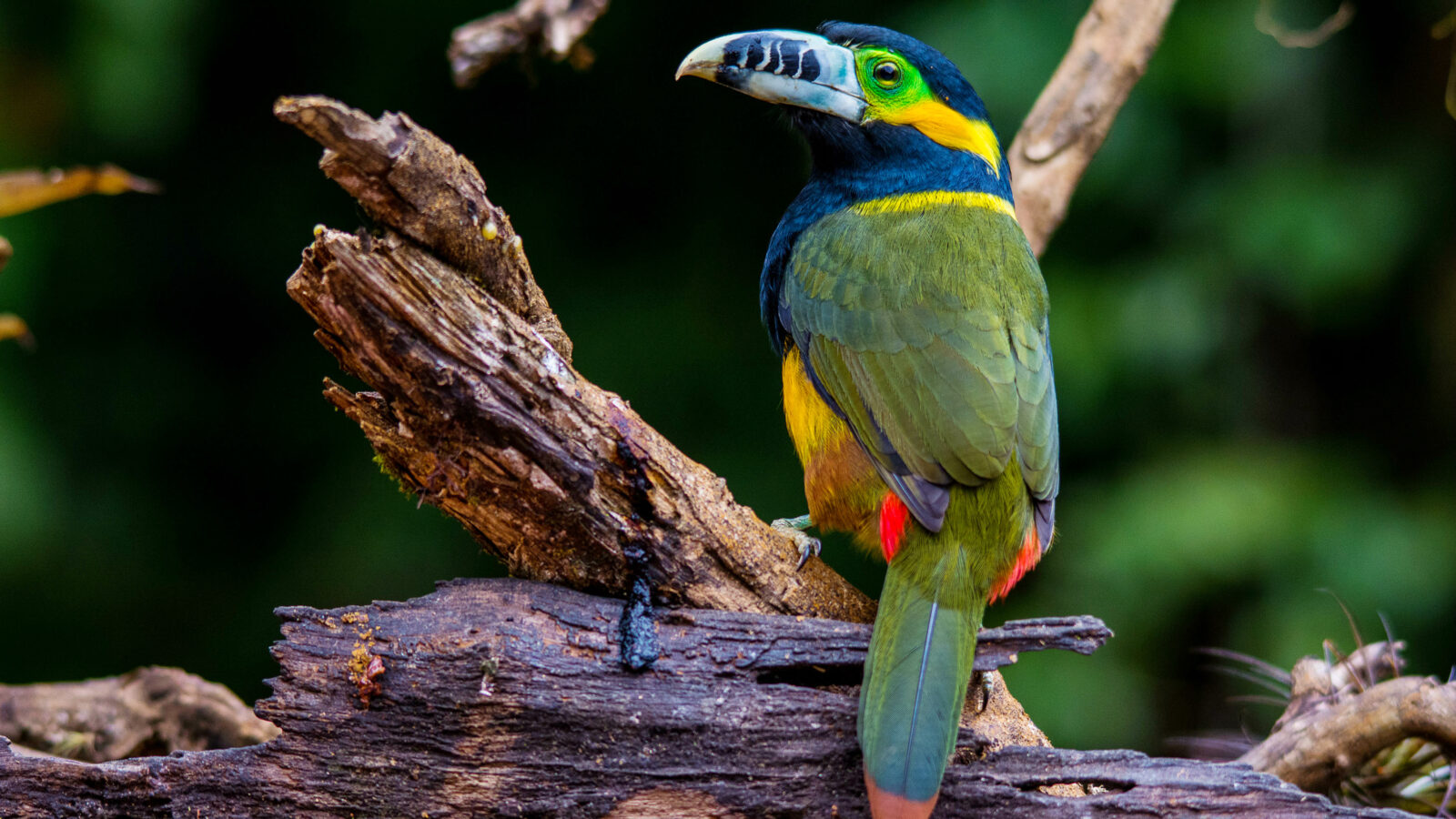 Spot-billed Toucanet