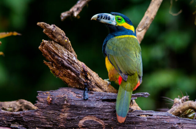 Spot-billed Toucanet