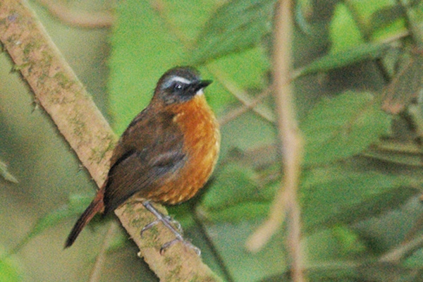 Archer’s Ground Robin