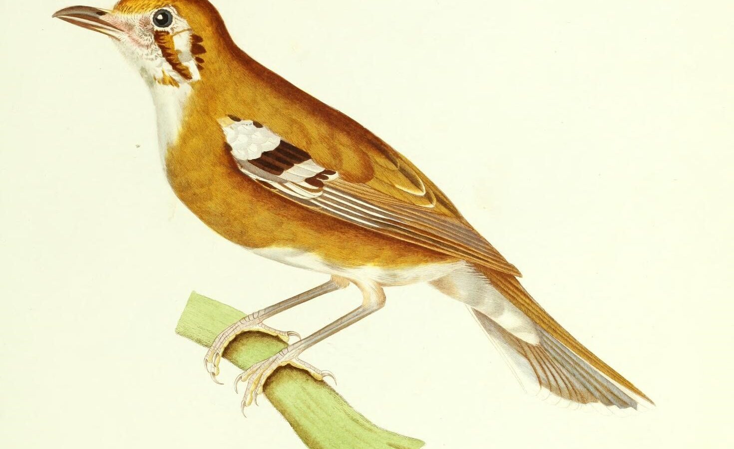 Orange-sided Thrush