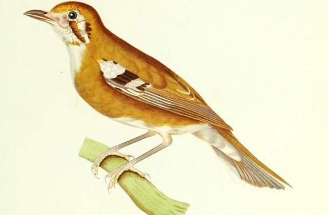 Orange-sided Thrush