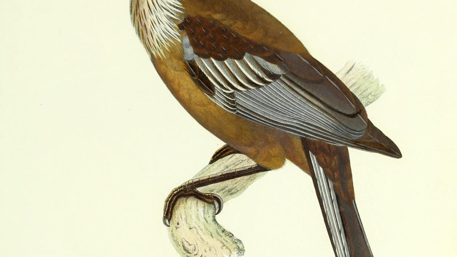 New Caledonian Friarbird