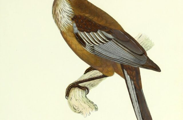 New Caledonian Friarbird