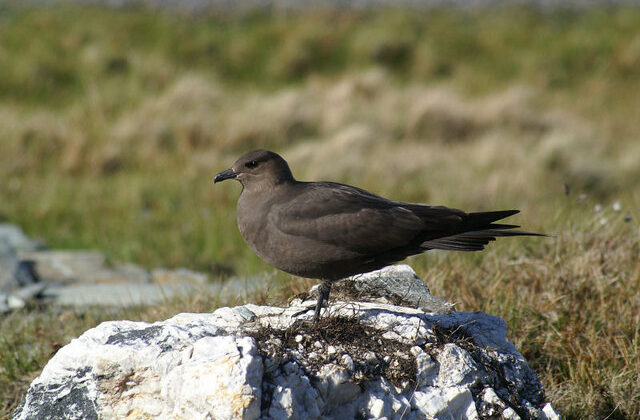 Parasitic Jaeger