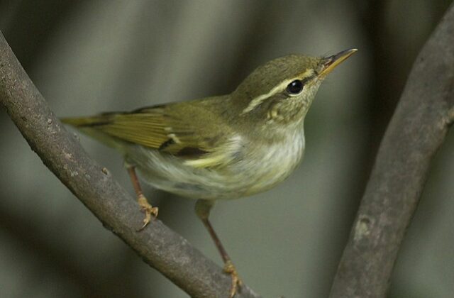 Arctic Warbler