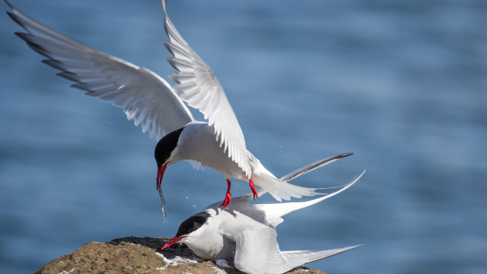 Arctic Tern