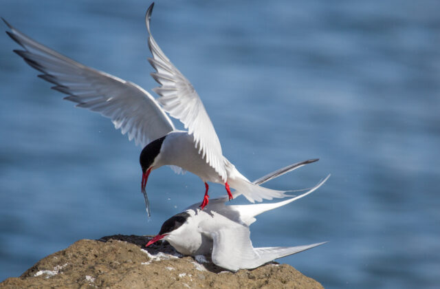 Arctic Tern