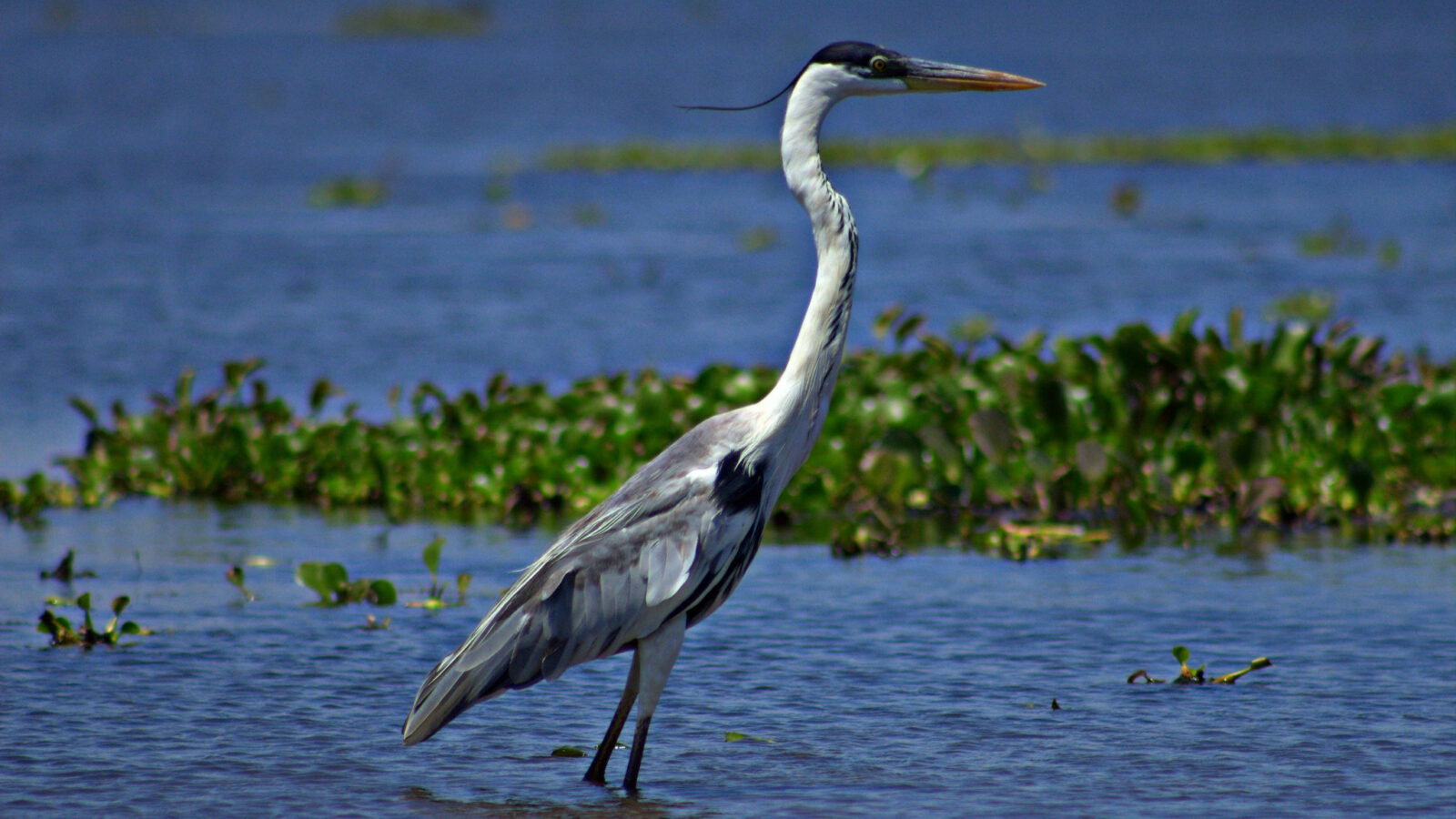 Cocoi Heron