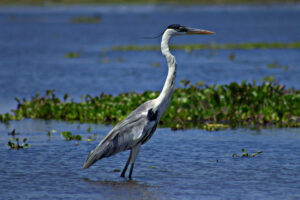 Cocoi Heron