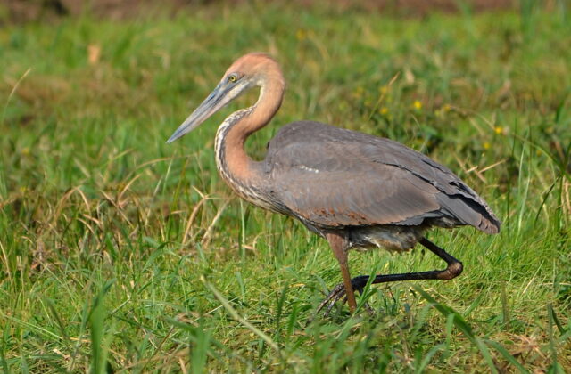 Goliath Heron