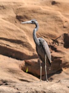 Humblot’s Heron