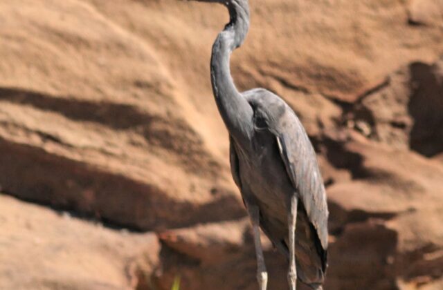 Humblot’s Heron
