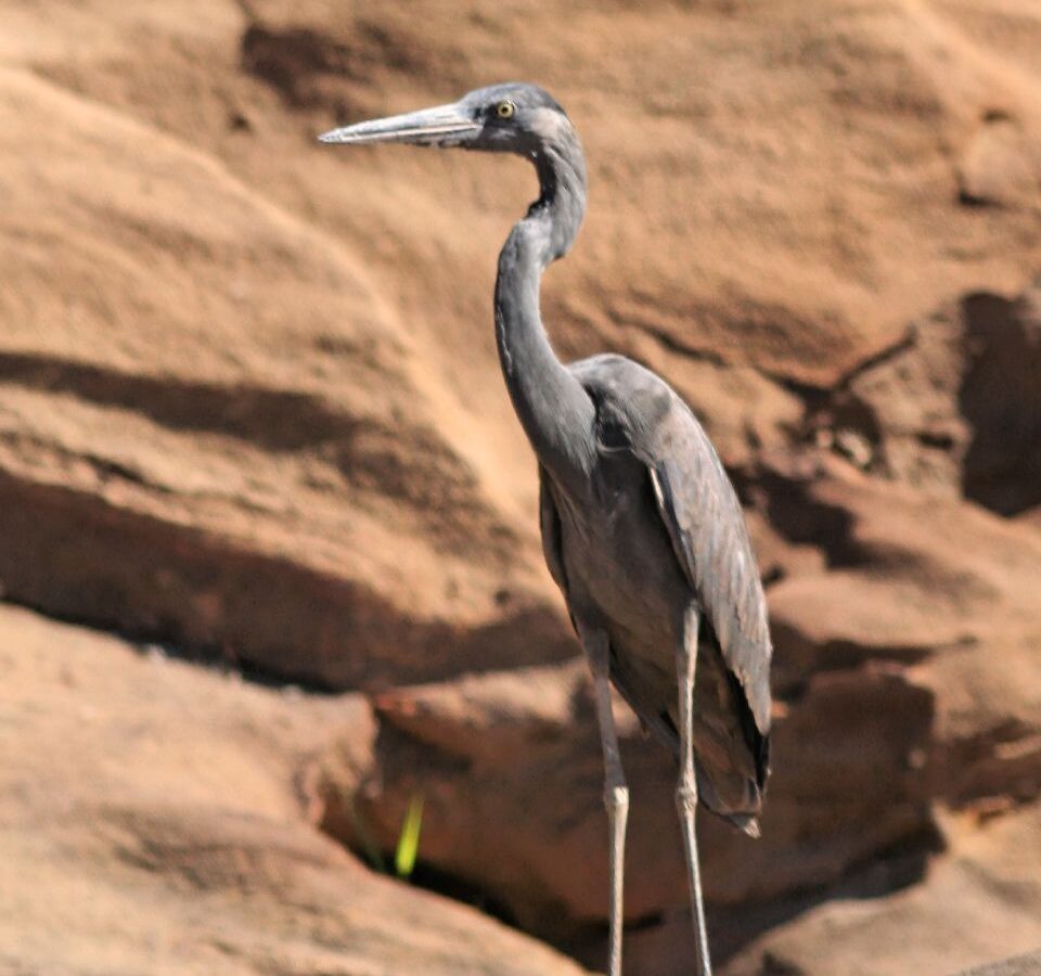 Humblot’s Heron