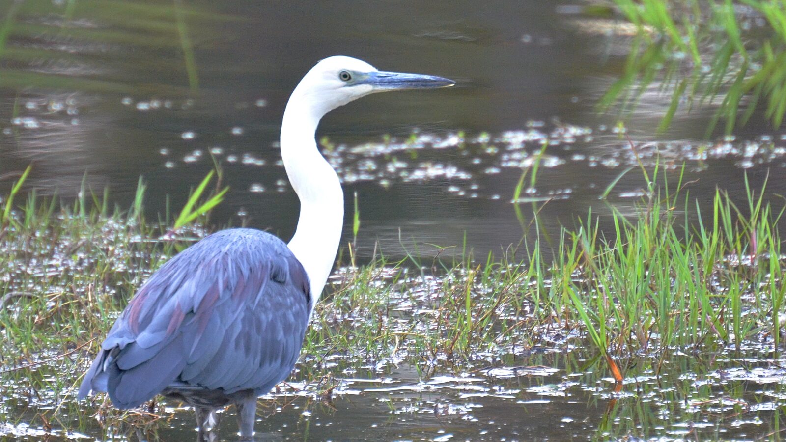 White-necked Heron