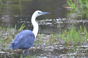 White-necked Heron