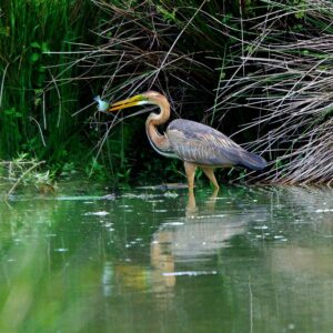 Purple Heron