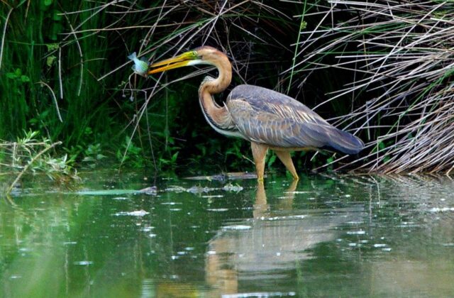 Purple Heron