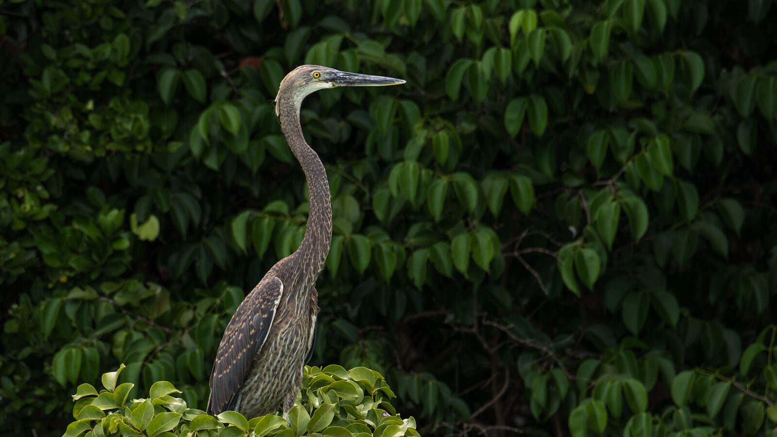 Great-billed Heron