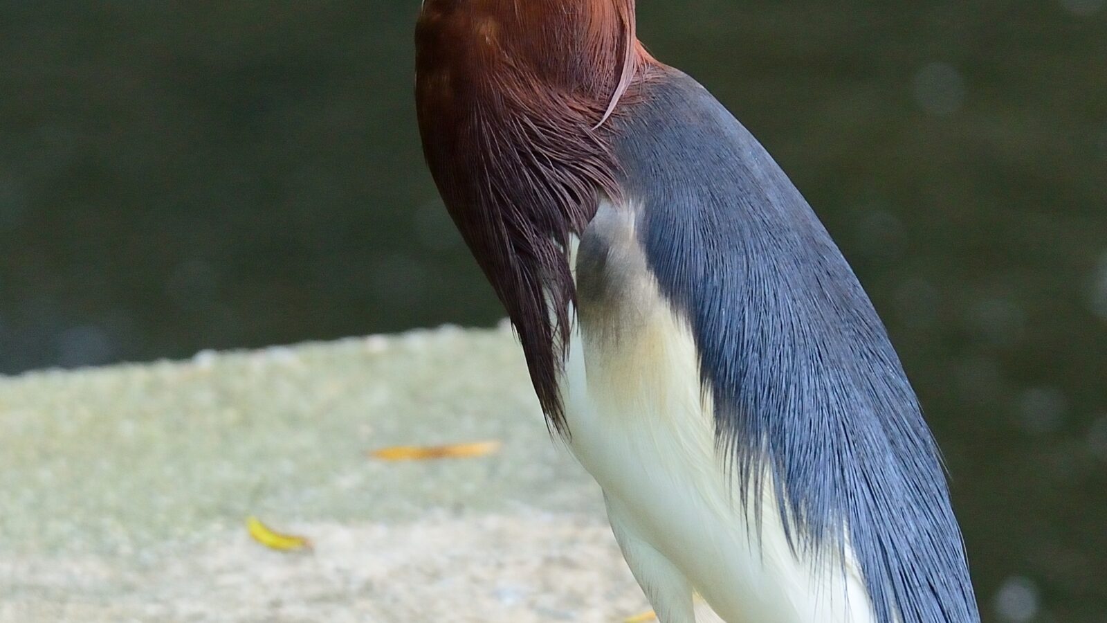 Chinese Pond Heron
