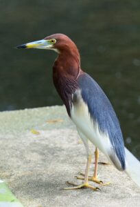 Chinese Pond Heron