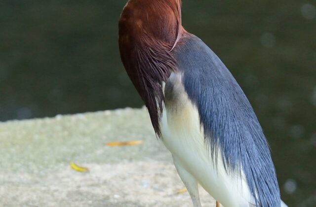 Chinese Pond Heron