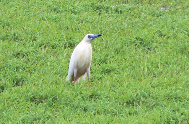 Malagasy Pond Heron