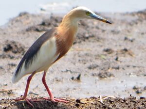 Javan Pond Heron