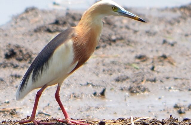 Javan Pond Heron
