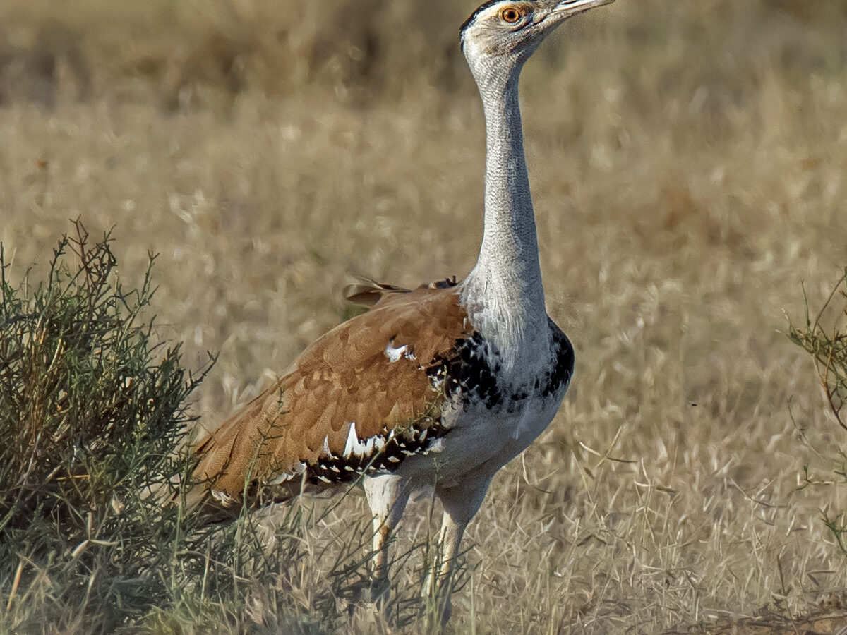 Great Indian Bustard