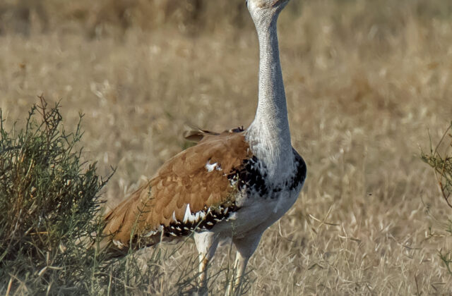 Great Indian Bustard