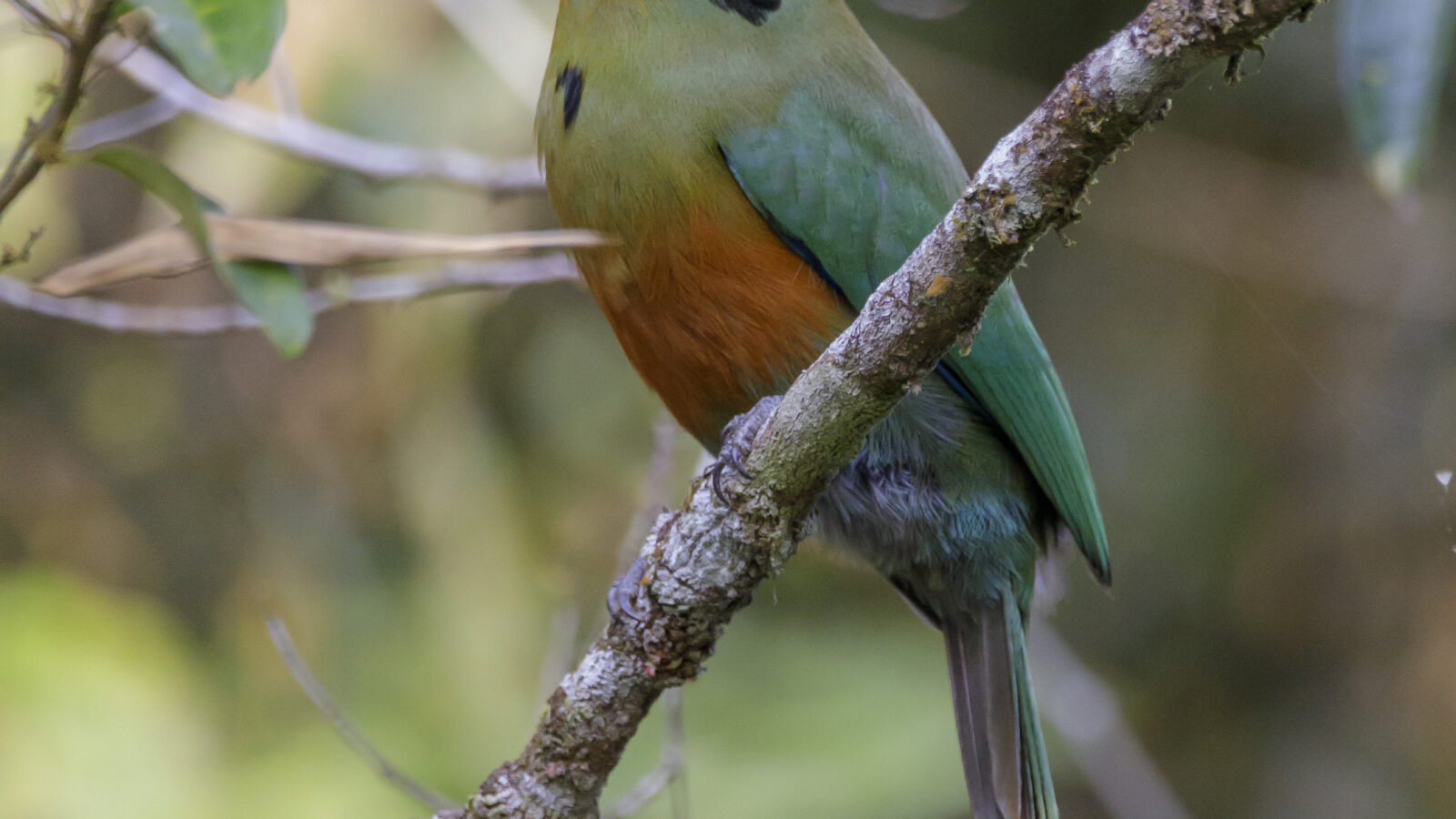 Rufous-capped Motmot
