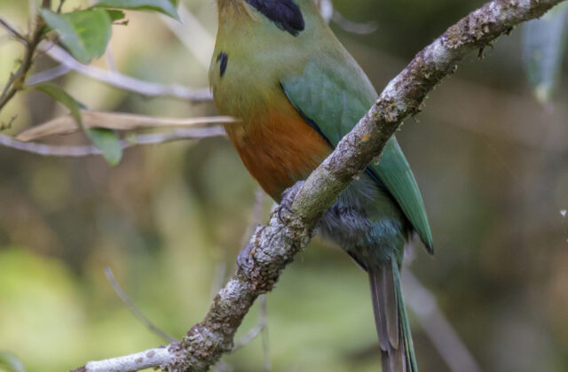 Rufous-capped Motmot