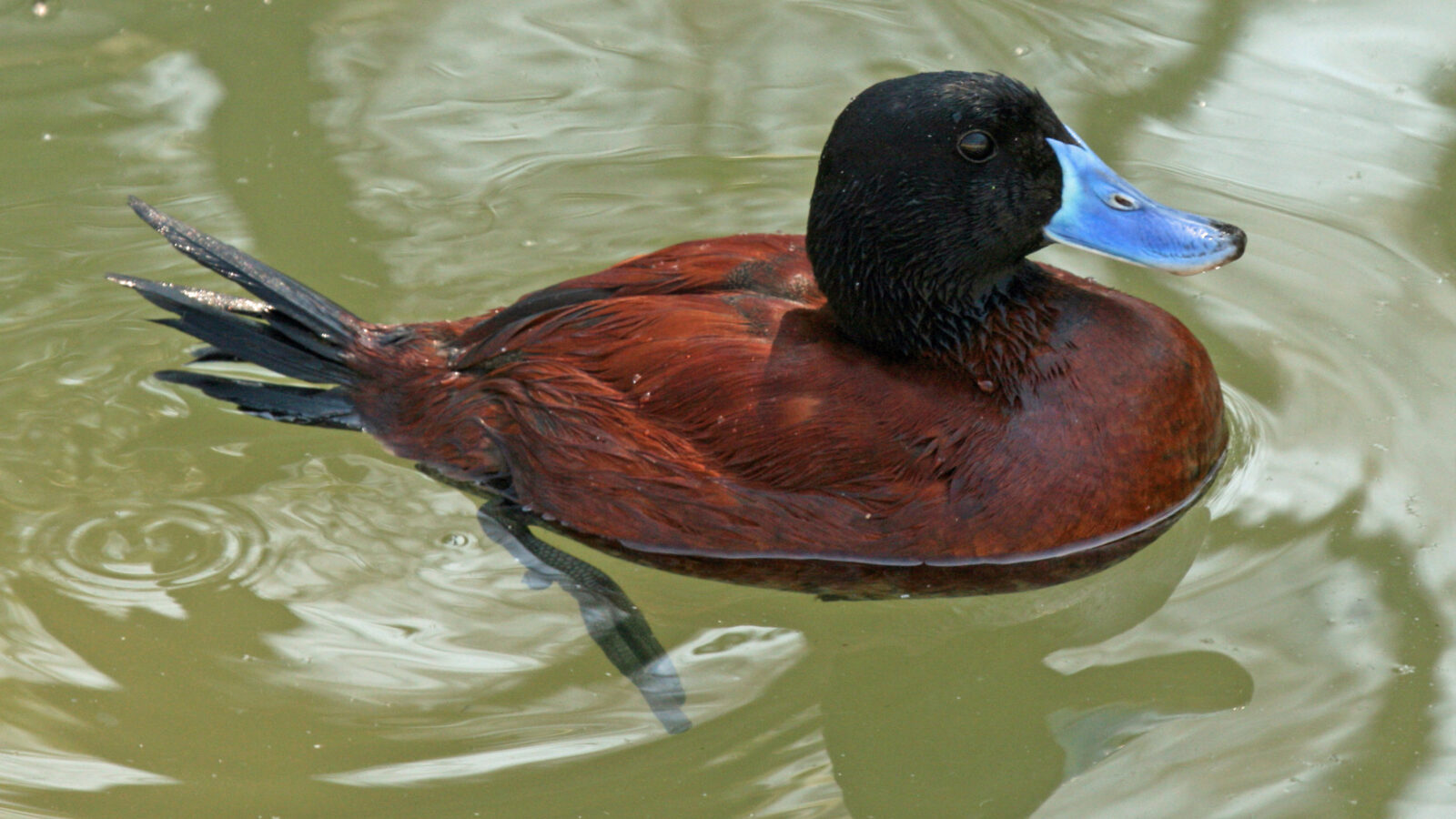 Lake Duck