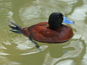 Lake Duck