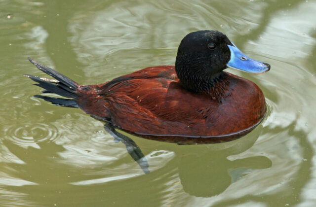 Lake Duck